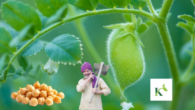 chana crop